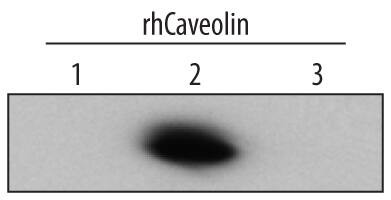 Caveolin 2 Antibody in Western Blot (WB)
