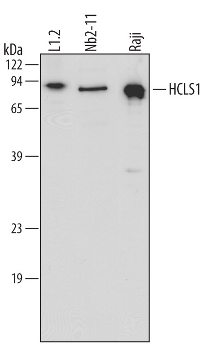 HCLS1 Antibody in Western Blot (WB)