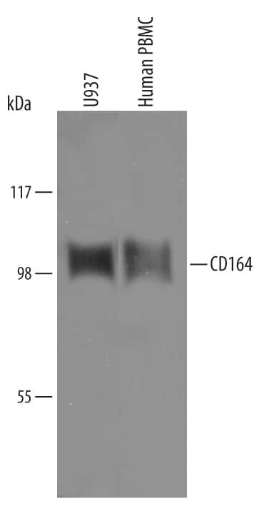 CD164 Antibody in Western Blot (WB)