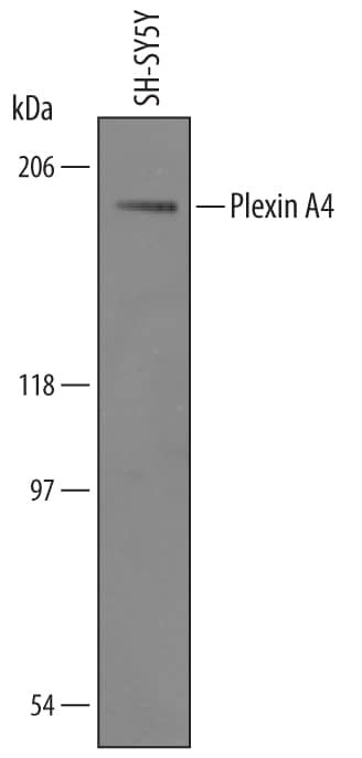 PLXNA4 Antibody in Western Blot (WB)
