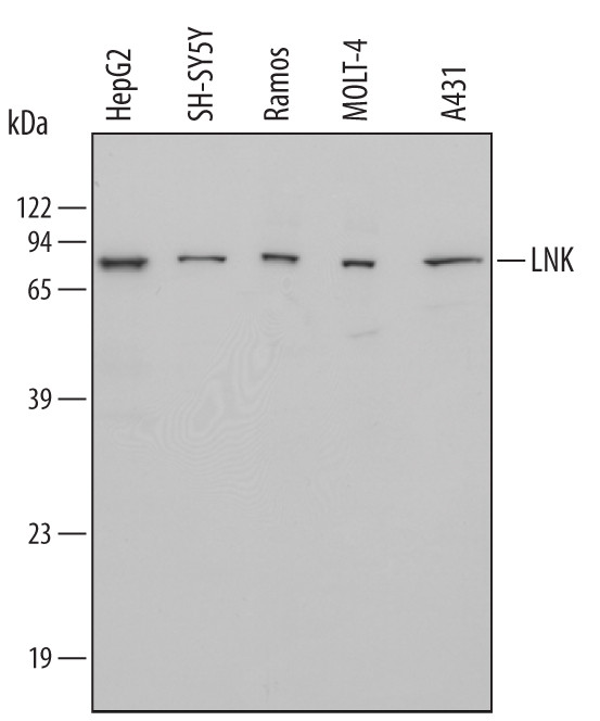 LNK Antibody in Western Blot (WB)