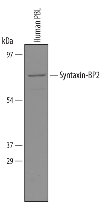 Unc18-2 Antibody in Western Blot (WB)