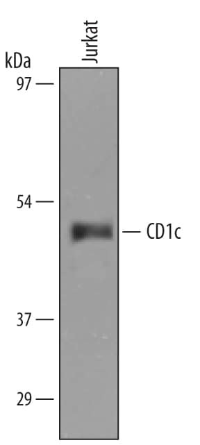 CD1c Antibody in Western Blot (WB)