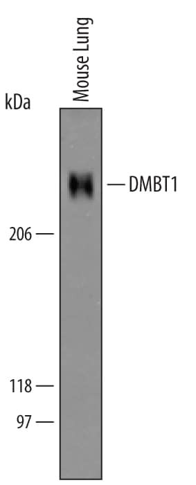 GP340 Antibody in Western Blot (WB)