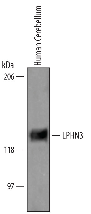 LPHN3 Antibody in Western Blot (WB)