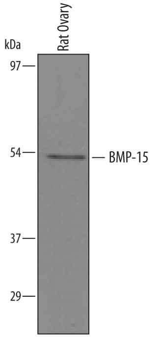 BMP-15 Antibody in Western Blot (WB)