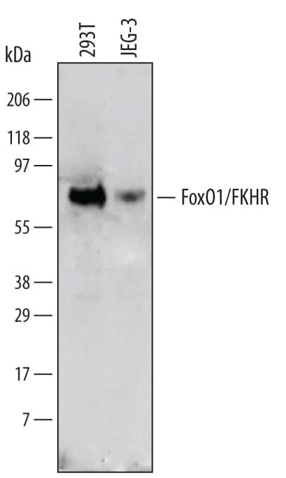 FOXO1 Antibody in Western Blot (WB)