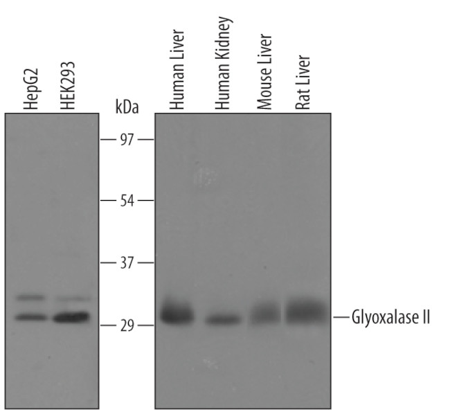 HAGH Antibody in Western Blot (WB)