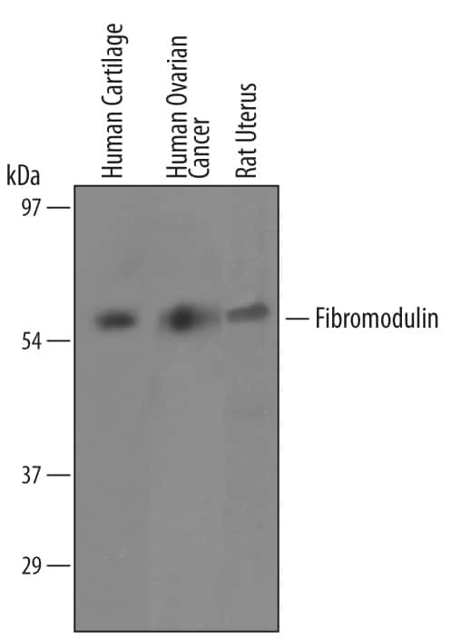 Fibromodulin Antibody in Western Blot (WB)