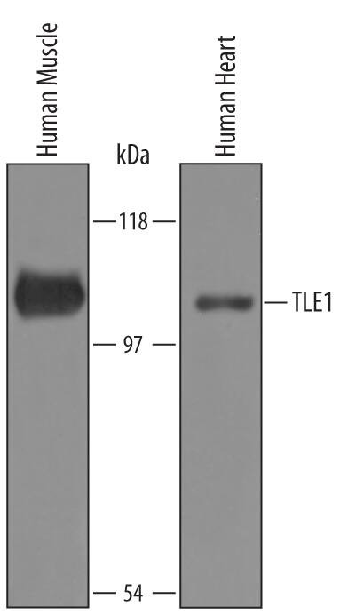 TLE1 Antibody in Western Blot (WB)