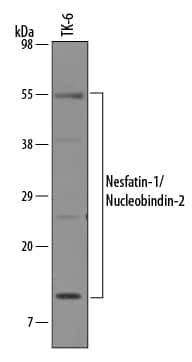NUCB2 Antibody in Western Blot (WB)