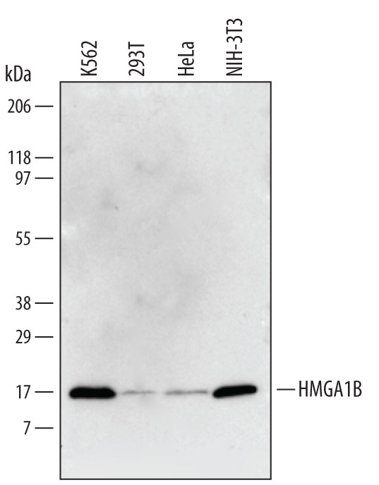 HMGA1B Antibody in Western Blot (WB)