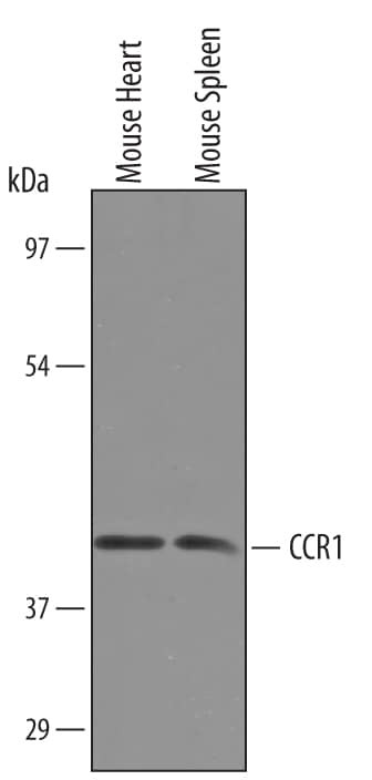 CCR1 Antibody in Western Blot (WB)