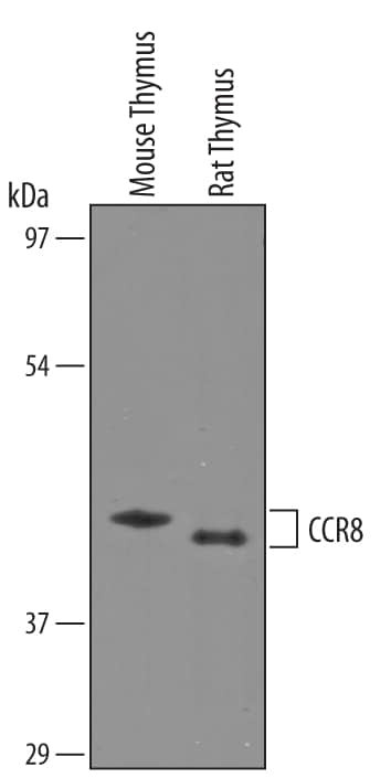 CCR8 Antibody in Western Blot (WB)