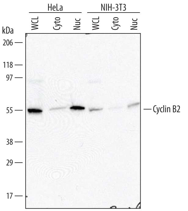 Cyclin B2 Antibody in Western Blot (WB)
