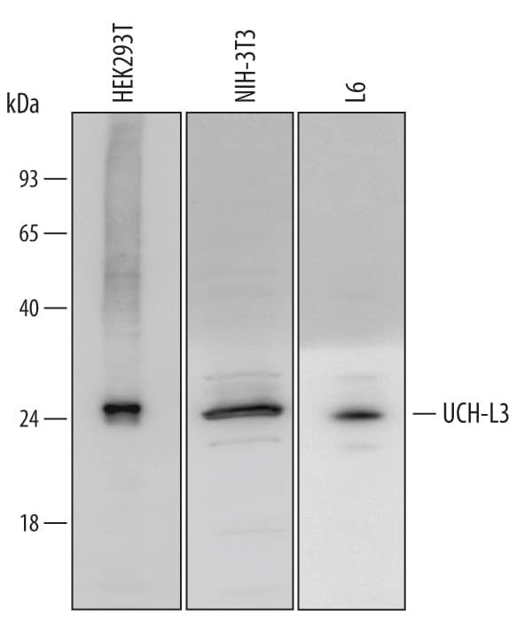 UCHL3 Antibody in Western Blot (WB)