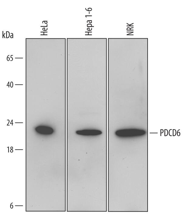PDCD6 Antibody in Western Blot (WB)