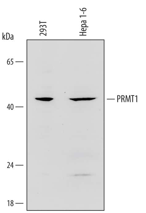 PRMT1 Antibody in Western Blot (WB)