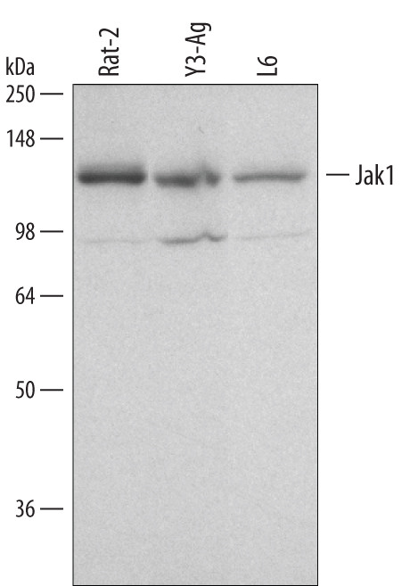 JAK1 Antibody in Western Blot (WB)