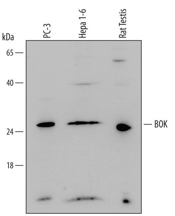 BOK Antibody in Western Blot (WB)