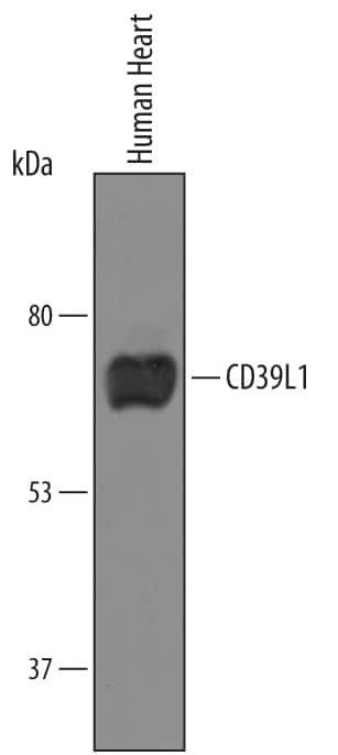 ENTPD2 Antibody in Western Blot (WB)
