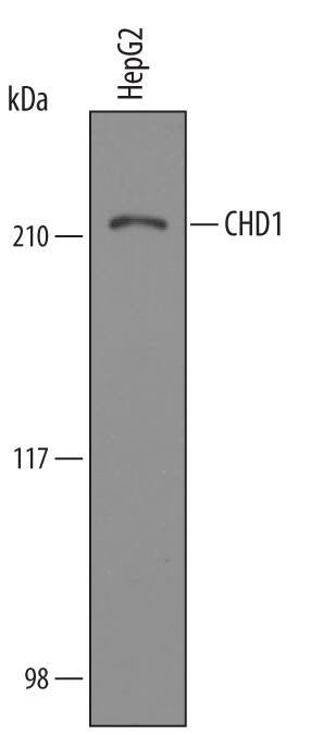 CHD1 Antibody in Western Blot (WB)