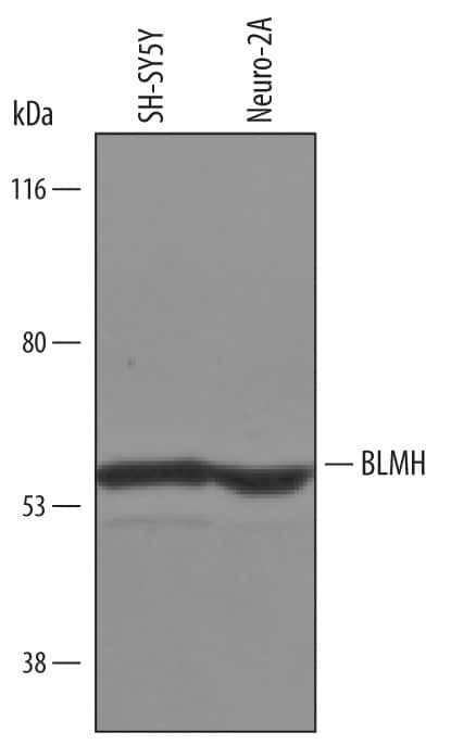 BLMH Antibody in Western Blot (WB)