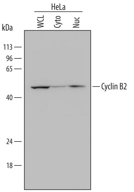 Cyclin B2 Antibody in Western Blot (WB)