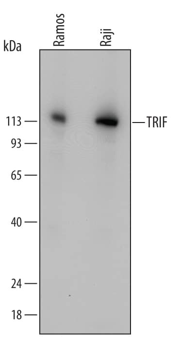 TRIF Antibody in Western Blot (WB)