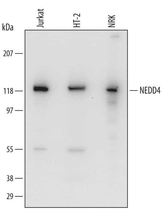 NEDD4 Antibody in Western Blot (WB)