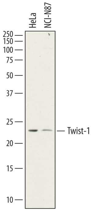 TWIST1 Antibody in Western Blot (WB)