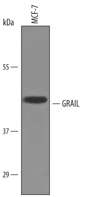 RNF128 Antibody in Western Blot (WB)