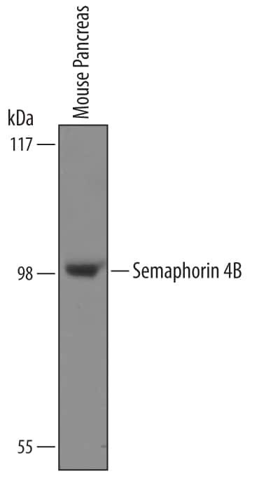 SEMA4B Antibody in Western Blot (WB)