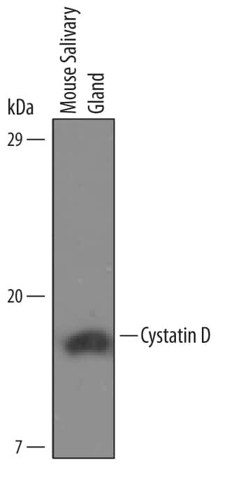 Cystatin D Antibody in Western Blot (WB)