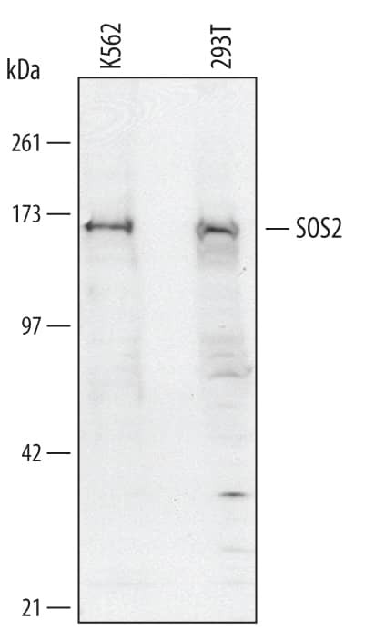 SOS2 Antibody in Western Blot (WB)