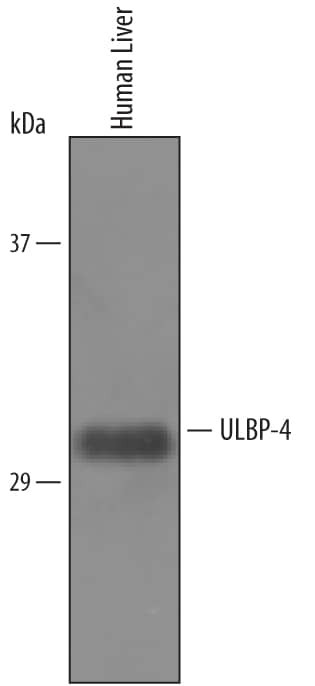 N2DL4 Antibody in Western Blot (WB)