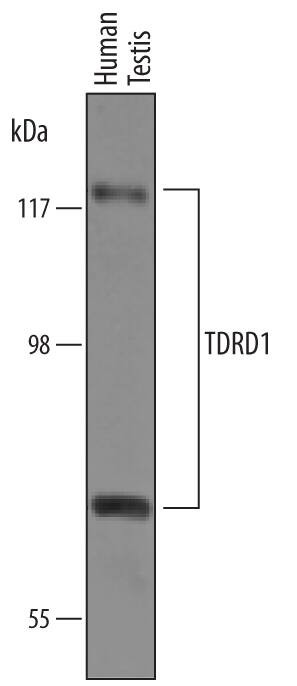 TDRD1 Antibody in Western Blot (WB)