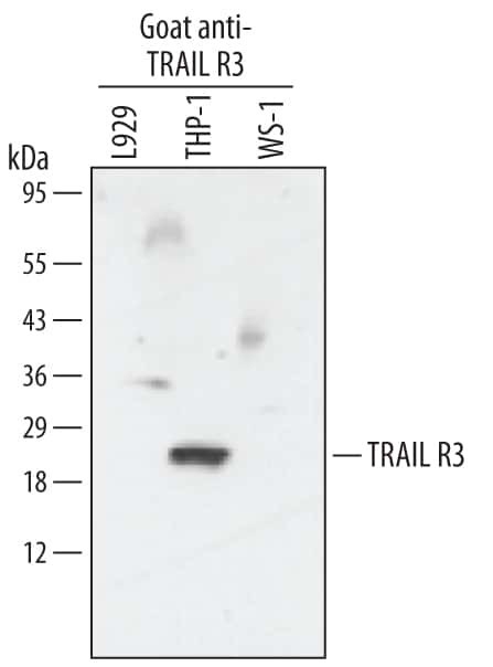 CD263 (TRAIL-R3) Antibody in Western Blot (WB)