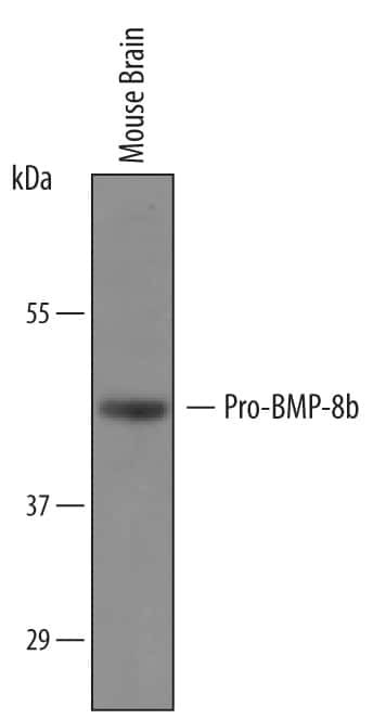 BMP-8B Antibody in Western Blot (WB)