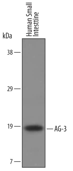 AGR3 Antibody in Western Blot (WB)