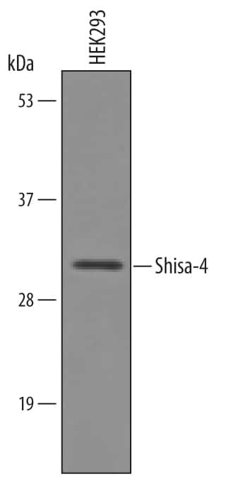 SHISA4 Antibody in Western Blot (WB)