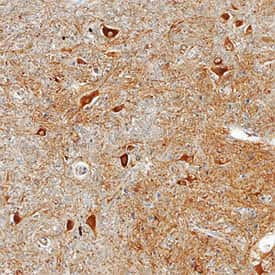 QPCT Antibody in Immunohistochemistry (Paraffin) (IHC (P))