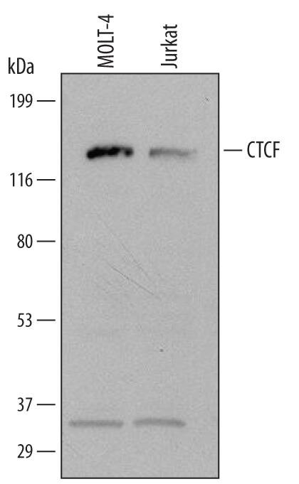 CTCF Antibody in Western Blot (WB)