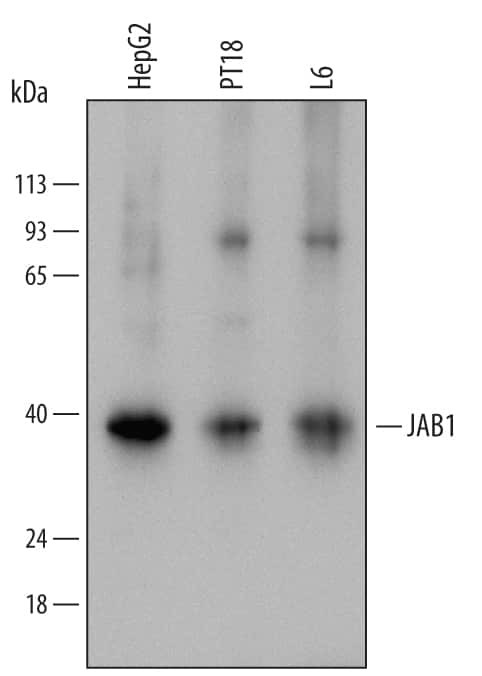 JAB1 Antibody in Western Blot (WB)
