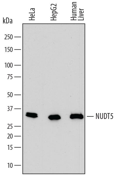 NUDT5 Antibody in Western Blot (WB)