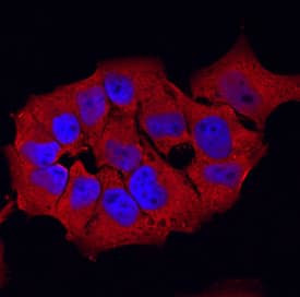 GSTP1 Antibody in Immunocytochemistry (ICC/IF)