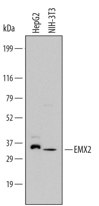 EMX2 Antibody in Western Blot (WB)