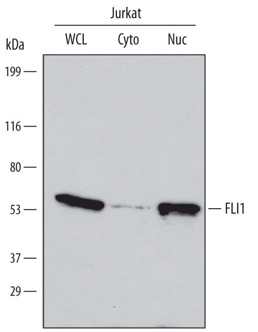 FLI1 Antibody in Western Blot (WB)