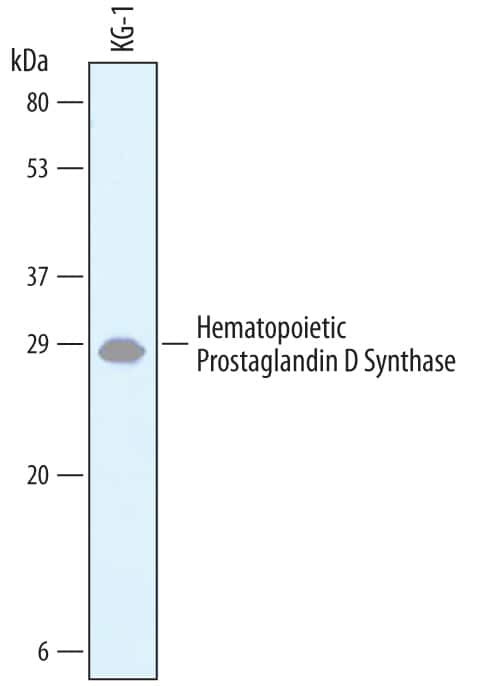 HPGDS Antibody in Western Blot (WB)