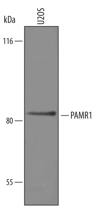 PAMR1 Antibody in Western Blot (WB)